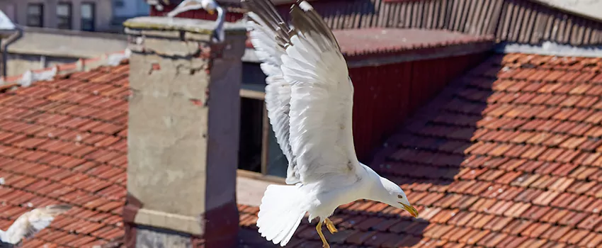 Residential Chimney Animal Removal Solution in Five Corners, WA
