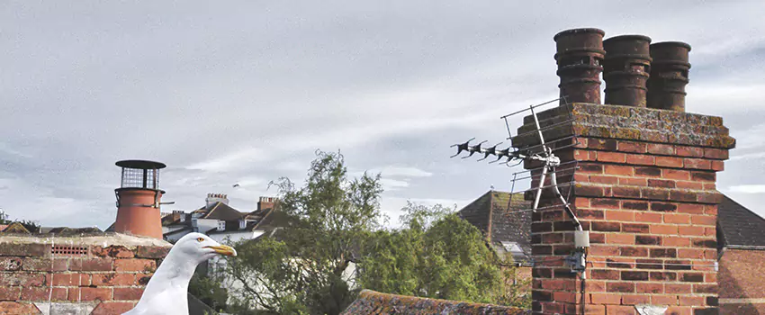 Chimney Cleaning And Restoration in Five Corners, Washington